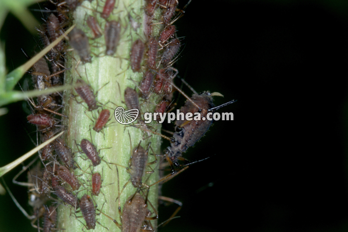 Pucerons noirs - gryphea.com